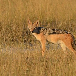 Black-backed Jackal, Moremi Game Reserve, Botswana, 29/04/16