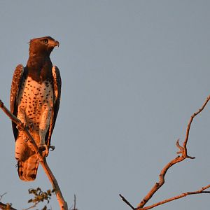 Martial Eagle, Moremi Game Reserve, Botswana, 29/04/16