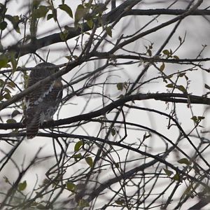 African Barred Owlet, Moremi Game Reserve, Botswana, 29/04/16