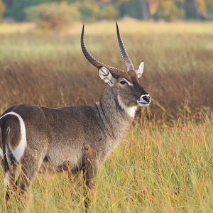 Ellipsen Waterbuck, Moremi Game Reserve, Botswana, 30/04/16