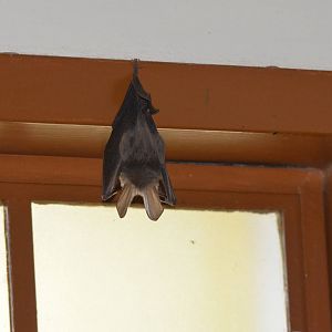 Common Slit-faced Bat, Moremi Game Reserve, Botswana, 30/04/16