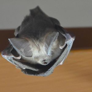 Common Slit-faced Bat, Moremi Game Reserve, Botswana, 30/04/16