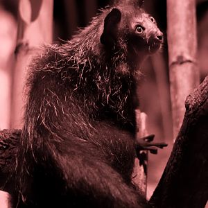 Aye-aye - 20/06/2016