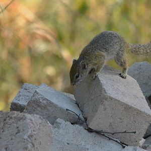 Smith's Bush Squirrel, Moremi Game Reserve, Botswana, 30/04/16