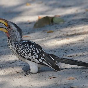Southern Yellow-billed Hornbill, Moremi Game Reserve, Botswana, 30/04/16