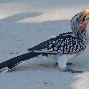 Southern Yellow-billed Hornbill, Moremi Game Reserve, Botswana, 30/04/16