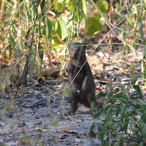 Common Dwarf Mongoose, Moremi Game Reserve, Botswana, 30/04/16