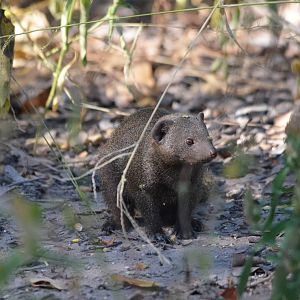 Common Dwarf Mongoose, Moremi Game Reserve, Botswana, 30/04/16