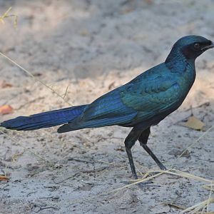 Burchell's Starling, Moremi Game Reserve, Botswana, 30/04/16