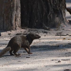 Common Dwarf Mongoose, Moremi Game Reserve, Botswana, 30/04/16