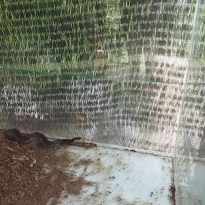 Black Spitting Cobra - Kipandi Butterfly Park, Sabah, Borneo