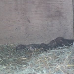 Red Wolf - Fresno Chaffee Zoo