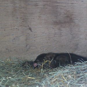 Red Wolf - Fresno Chaffee Zoo
