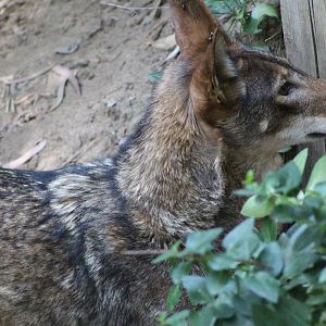 Red Wolf - Fresno Chaffee Zoo