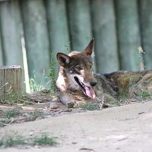 Red Wolf - Fresno Chaffee Zoo