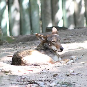 Red Wolf - Fresno Chaffee Zoo