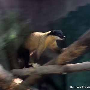 Yellow-throated marten