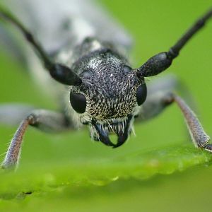 Phytoecia coerulescens