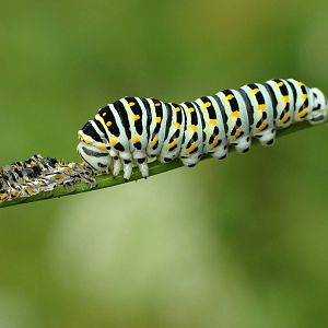 Papilio machaon