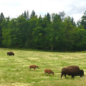 Plains Bison