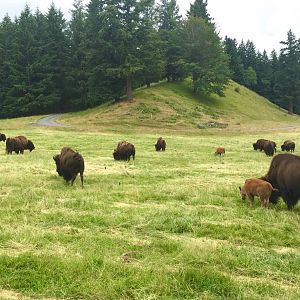 Plains Bison