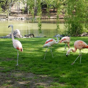 5/19/2016 - Chilean Flamingos