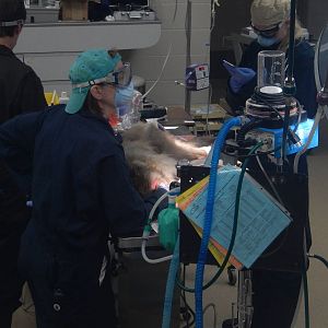 5/19/2016 - Japanese Macaque Dental Exam