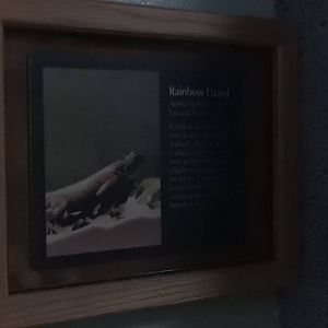 5/19/2016 - Rainbow Lizard Information Sign