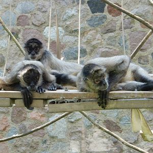 5/19/2016 - Spider Monkeys