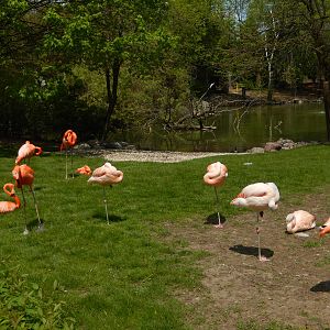 5/19/2016 - Flamingoes