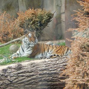 5/19/2016 - Amur Tiger