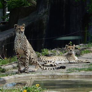 5/19/2016 - Cheetah Girls Attention Caught