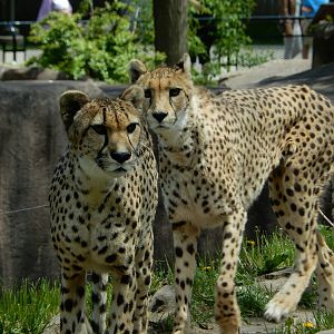 5/19/2016 - Cheetah Girls Check it Out