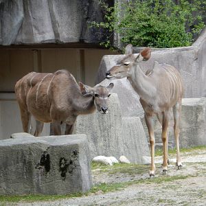 5/19/2016 - Female Greater Kudu
