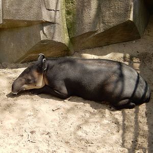 5/19/2016 - Baird's Tapir