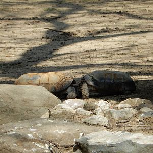 5/19/2016 - Tortoise Tussle