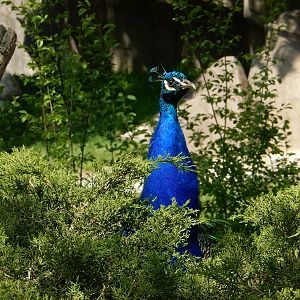 5/19/2016 - Peacock Sentry Duty