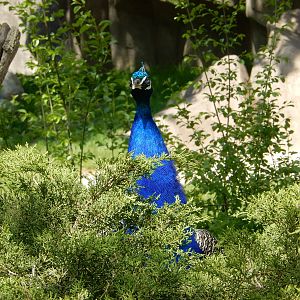 5/19/2016 - Peacock Sentry Duty