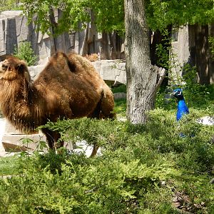 5/19/2016 - Peacock and Camel on Duty