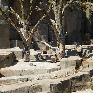 5/19/2016 - Black Bear Exhibit