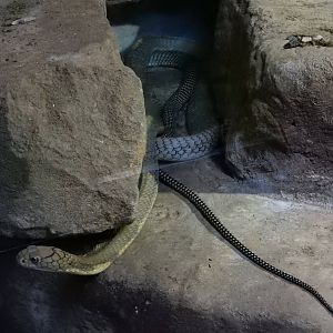 5/19/2016 - King Cobra