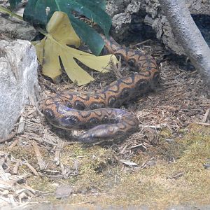 5/19/2016 - Brazilian Rainbow Boa