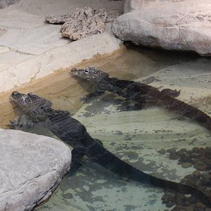 5/19/2016 - Chinese Alligators