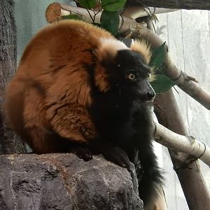 5/19/2016 - Red Ruffed Lemur