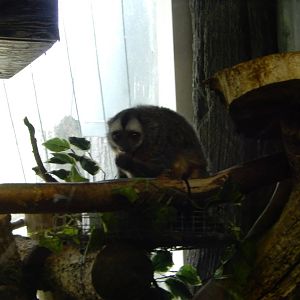 5/19/2016 - Douroucouli