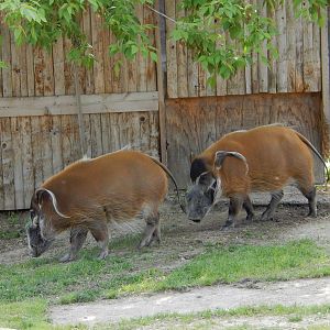5/19/2016 - Red River Hogs