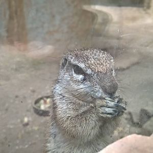 Cape ground squirrel
