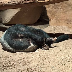 Sleeping Central African ratel