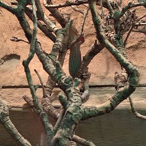 Striped velvet gecko