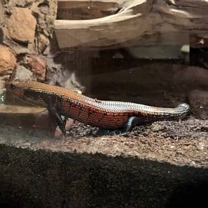 Fernand's skink